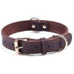 leather dog